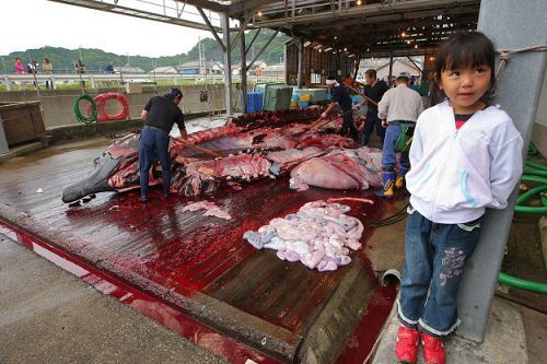 日本屠宰鯨魚現(xiàn)場。