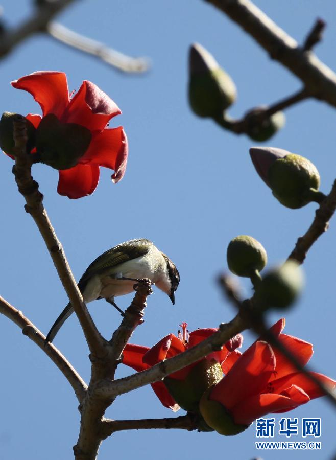 #（晚報(bào)）（2）木棉花開(kāi)春意鬧