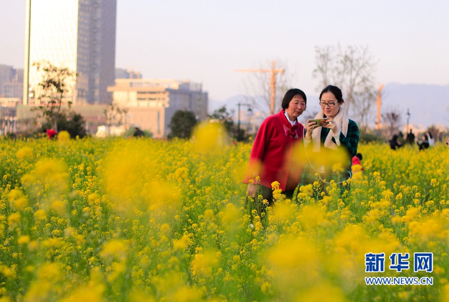 福州花海公園油菜花盛放　春節(jié)接待游客約20萬(wàn)人